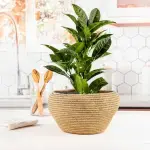 Handwoven Plant Basket made from North African Esparto Grass - Image 5