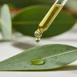 Organic Eucalyptus Globulus Essential Oil 5ml - Image 5